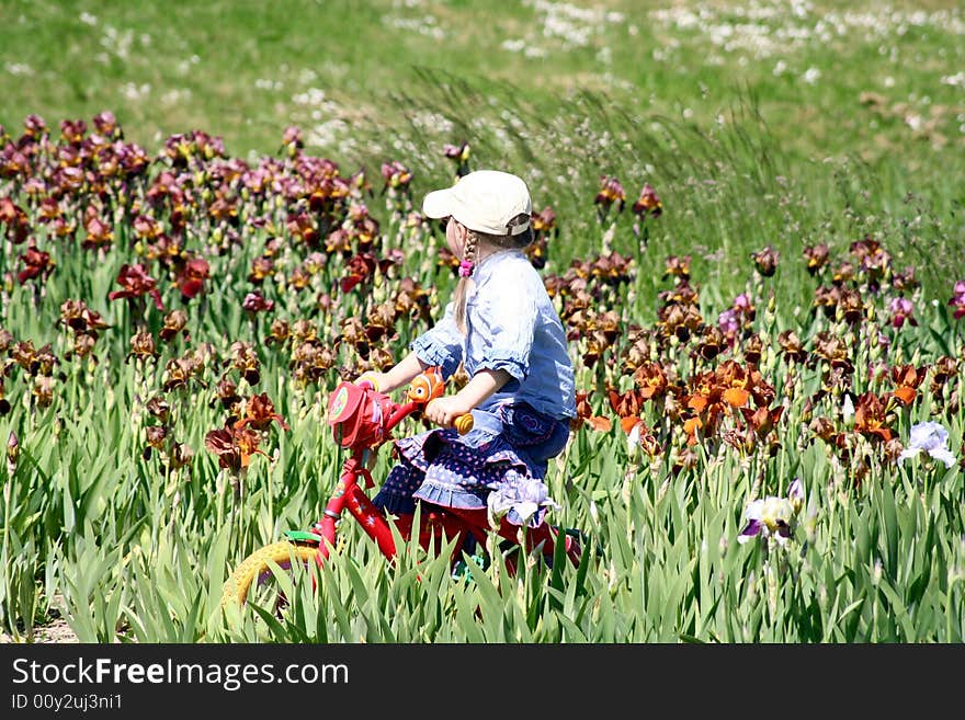 A girl on a bicycle in the flowering irises garden. A girl on a bicycle in the flowering irises garden