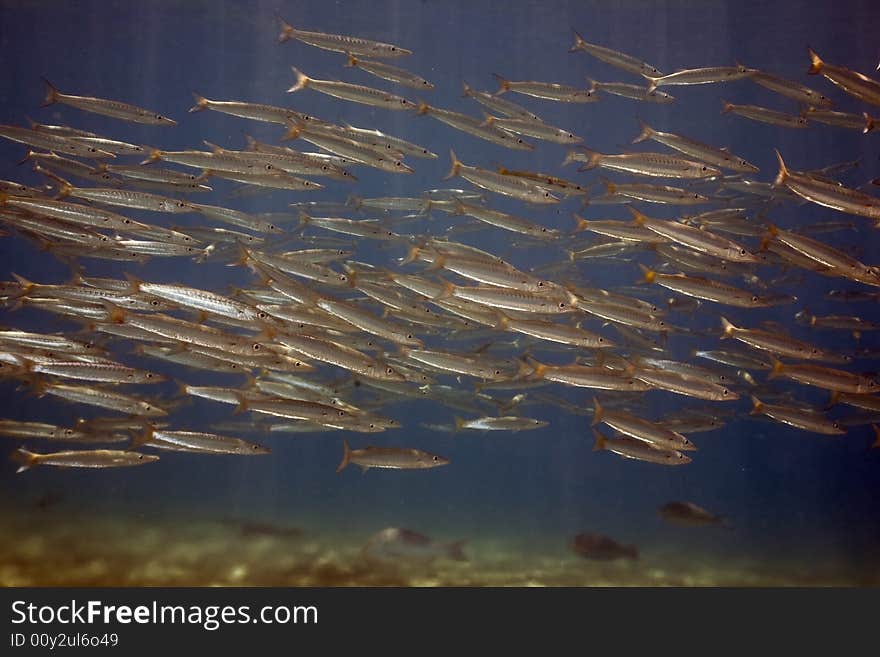 Yellowtail barracuda (sphyraena jello) taken in the Red Sea.