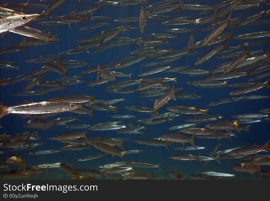 Yellowtail barracuda (sphyraena jello) taken in the Red Sea.