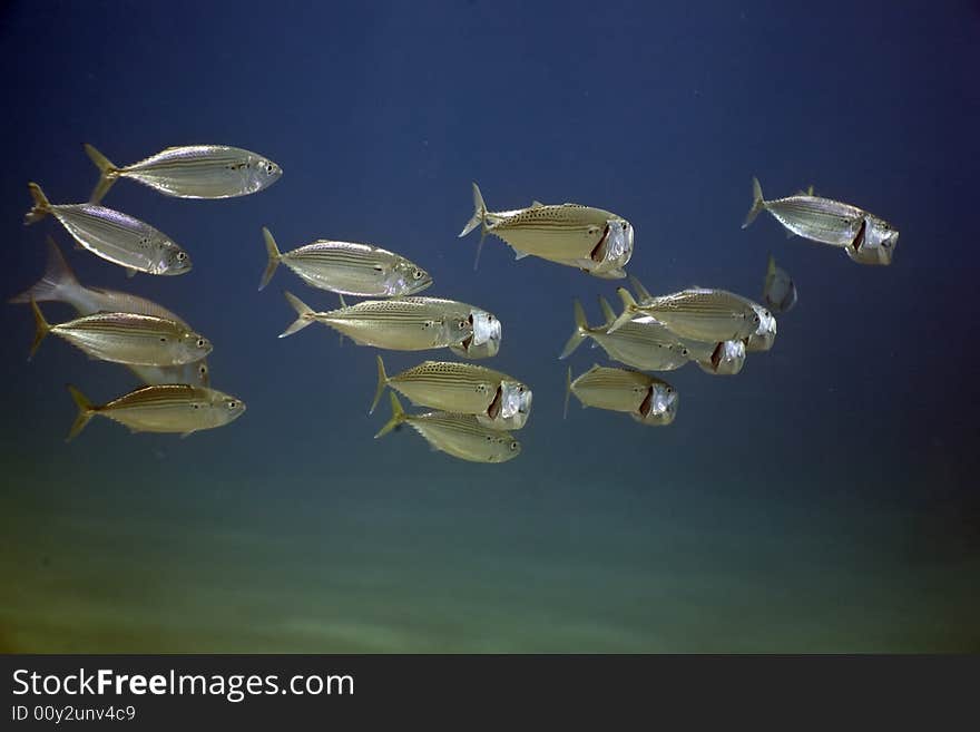 Striped mackerel (rastrelliger kanagurta)
 taken in the Red Sea.