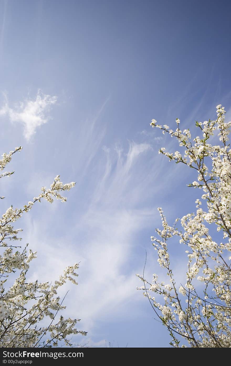 Spring Sky Background With Tree Branches In Bloom