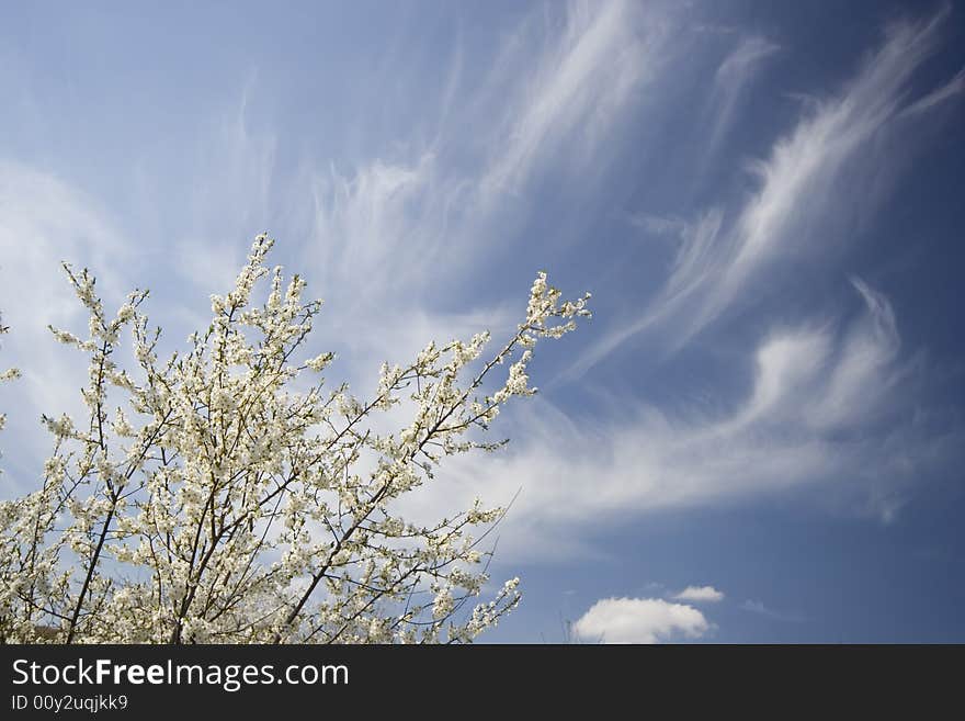 Spring Sky Background With Tree Branches In Bloom