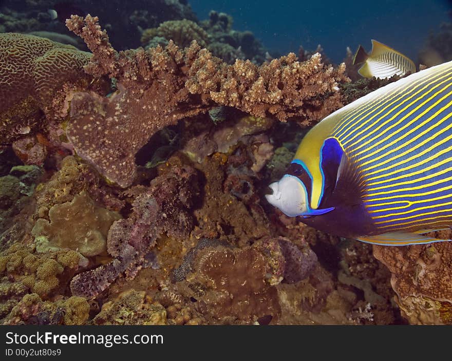 Red Sea Angelfish (Pomacanthus maculosus) taken in the Red Sea.