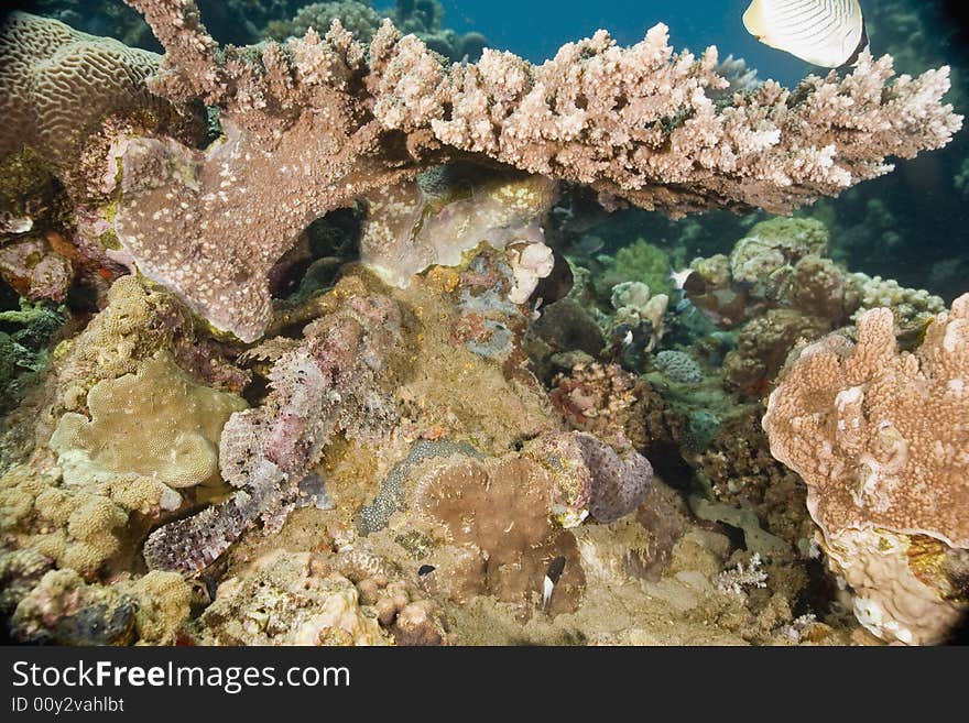 Smallscale scorpionfish (Scorpaenopsis oxycephala) taken in the Red Sea.