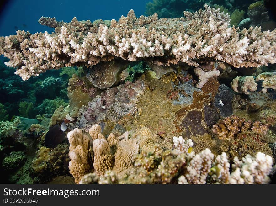 Smallscale scorpionfish (Scorpaenopsis oxycephala)