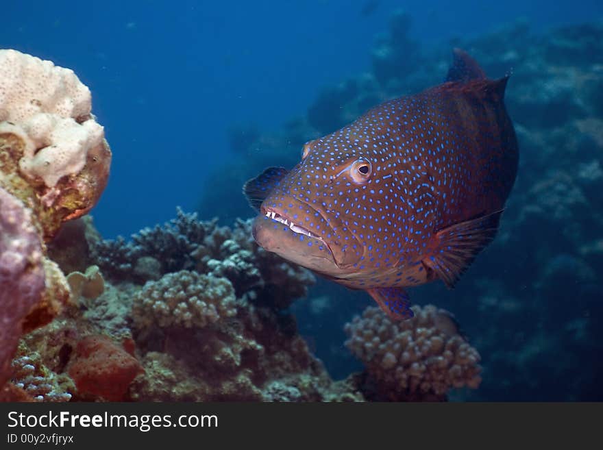 Red sea coralgrouper (Plectropomus pessuliferus)  taken in the Red Sea.