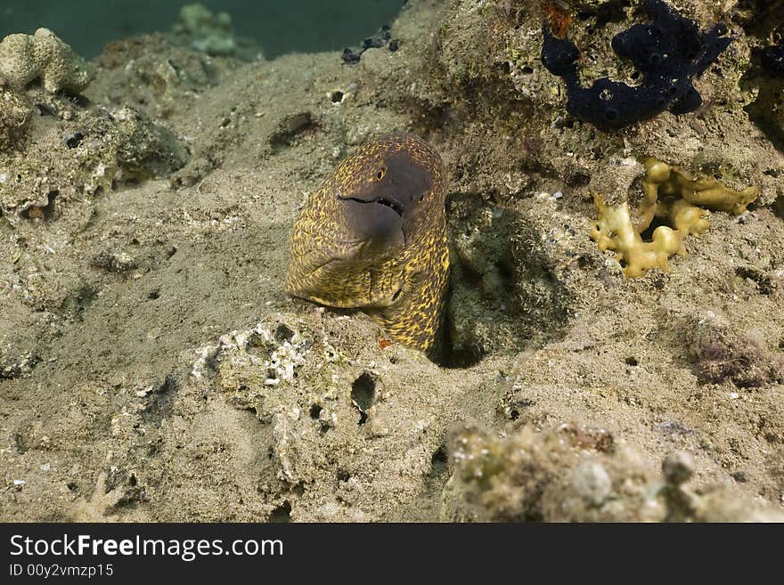 Yellowmargin moray (gymnothorax flavimarginatus) taken in the Red Sea.