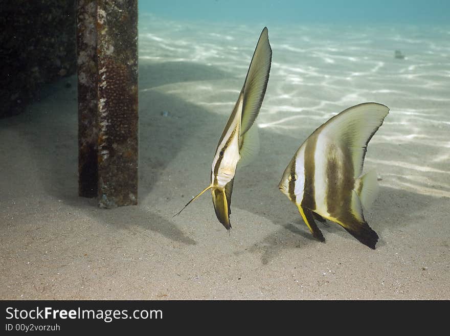 Longfin spadefish (platax teira) taken in the Red Sea.