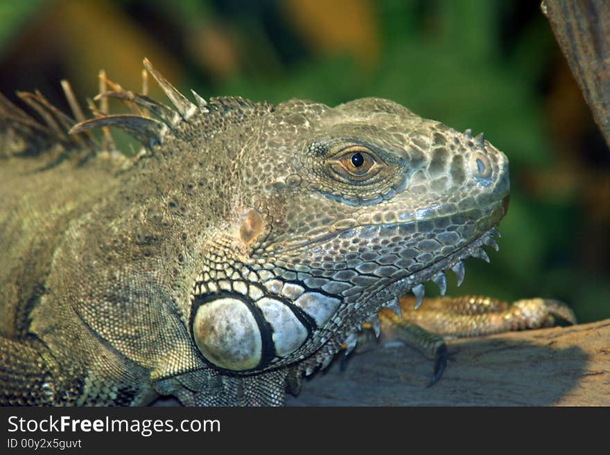 Close-up of an iguana in natural environment