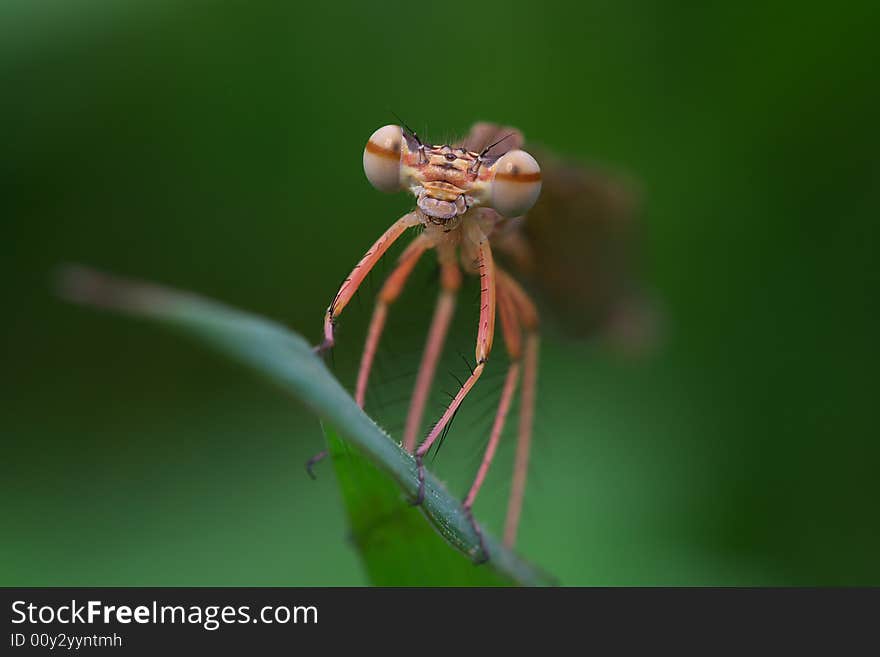 Closeup in the fantastic big eyes of a damselfly with green background.