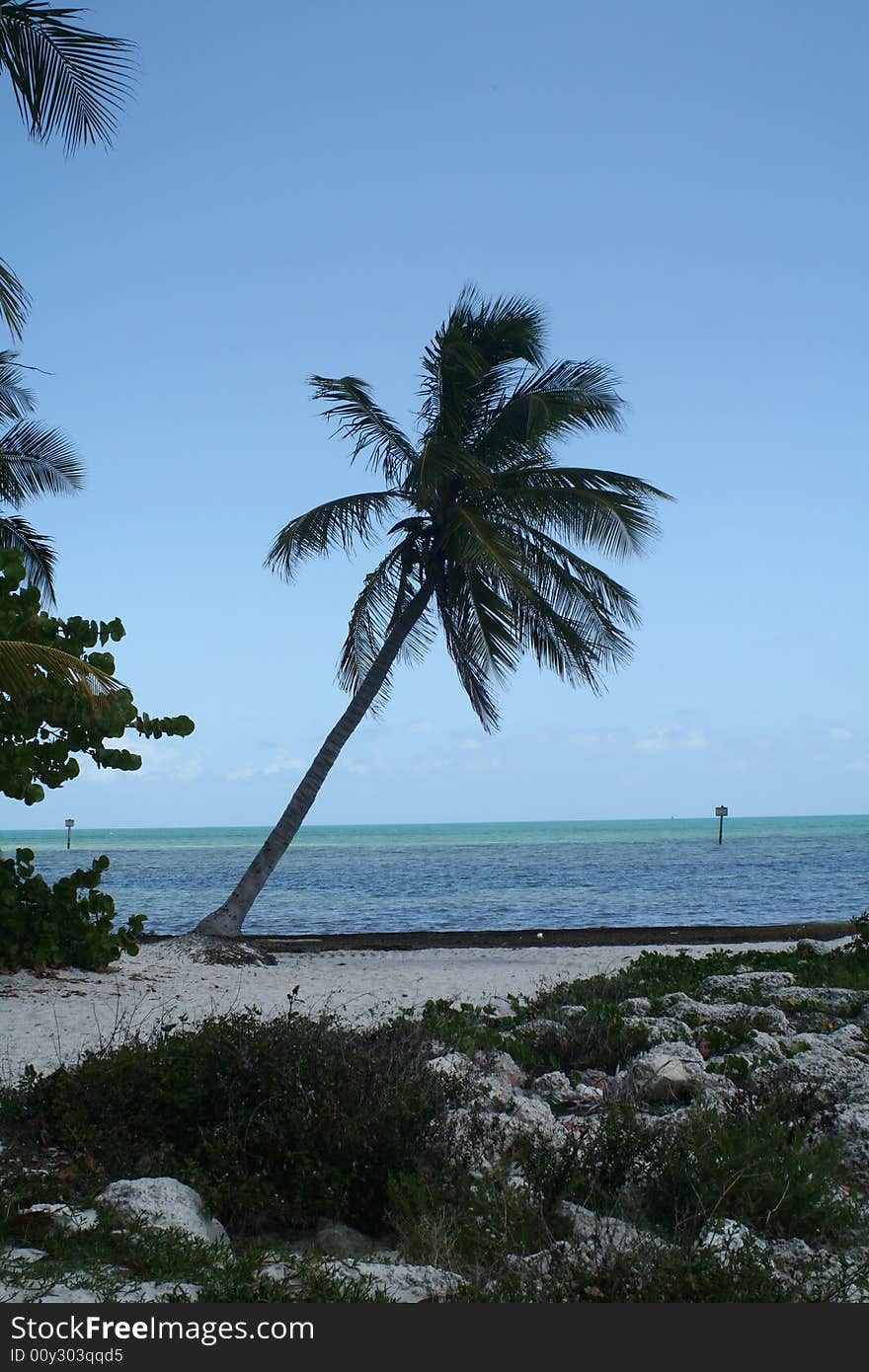 Leaning Palm Tree