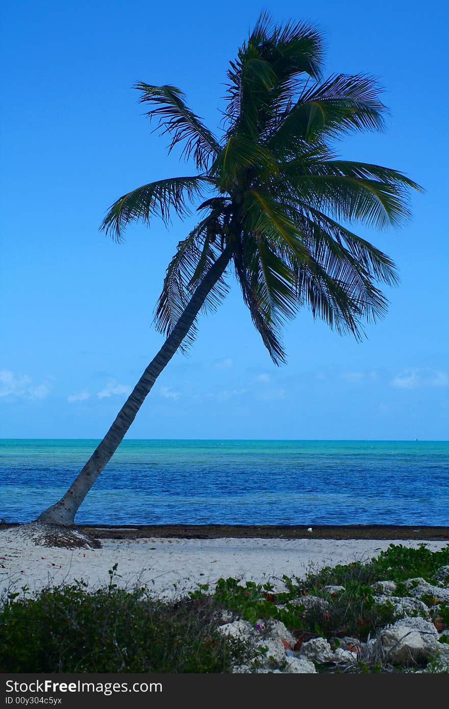 Leaning Palm Tree