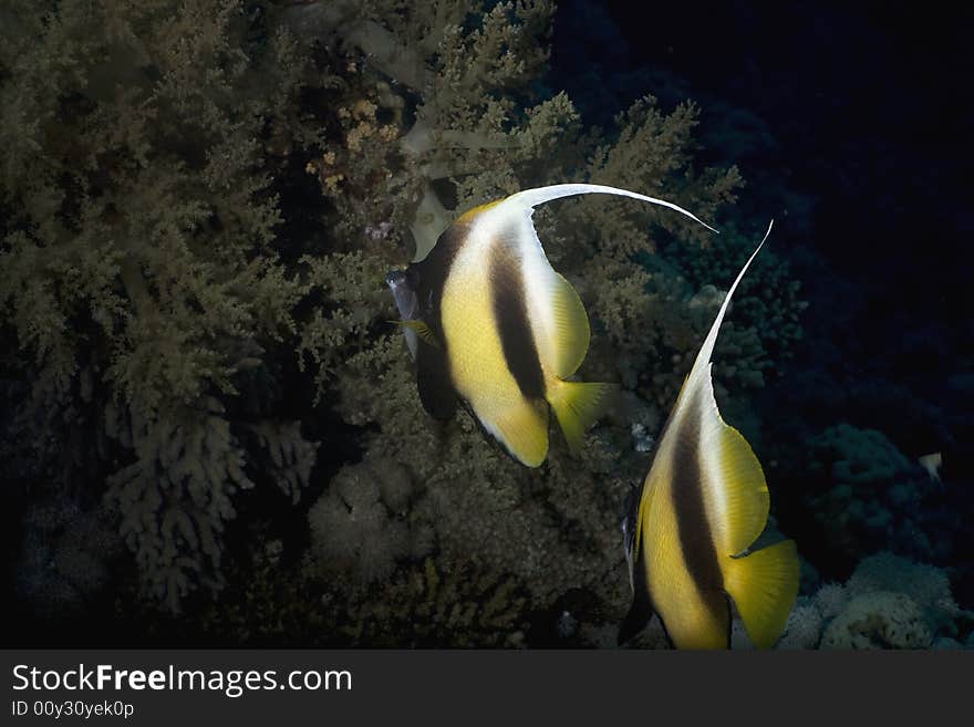 Red sea bannerfishes (heniochus intermedius)