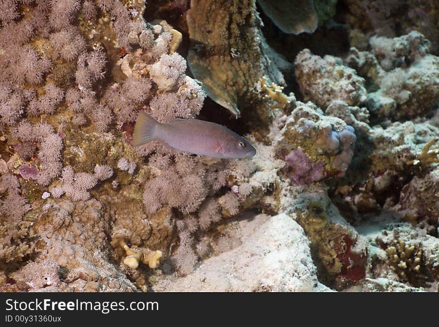 Dapple coris (coris variegata) taken in the Red Sea.