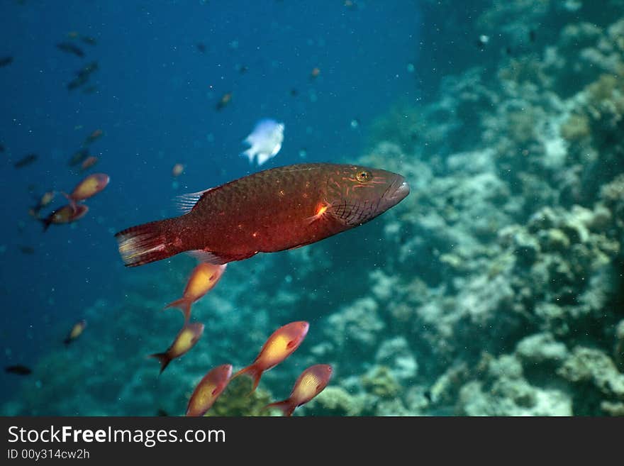 Bandcheek wrasse (oxycheilinus digrammus) taken in the Red Sea.