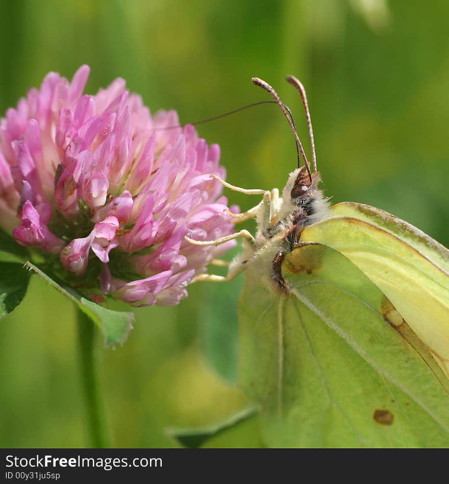 Floral- Nature Background with close-up of a butterfly insect on clover blossom in front of green. Floral- Nature Background with close-up of a butterfly insect on clover blossom in front of green