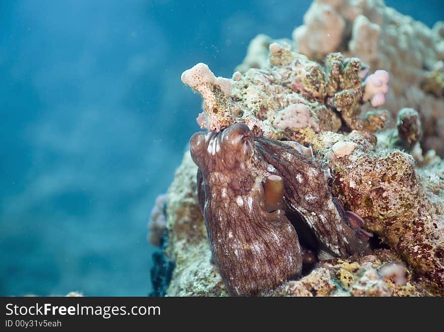 Reef octopus (octopus cyaneus) taken in the Red Sea.