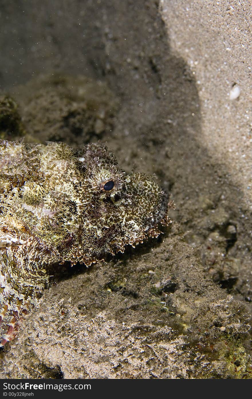 Bearded scorpionfish (scorpaenopsis barbatus) taken in the Red Sea.