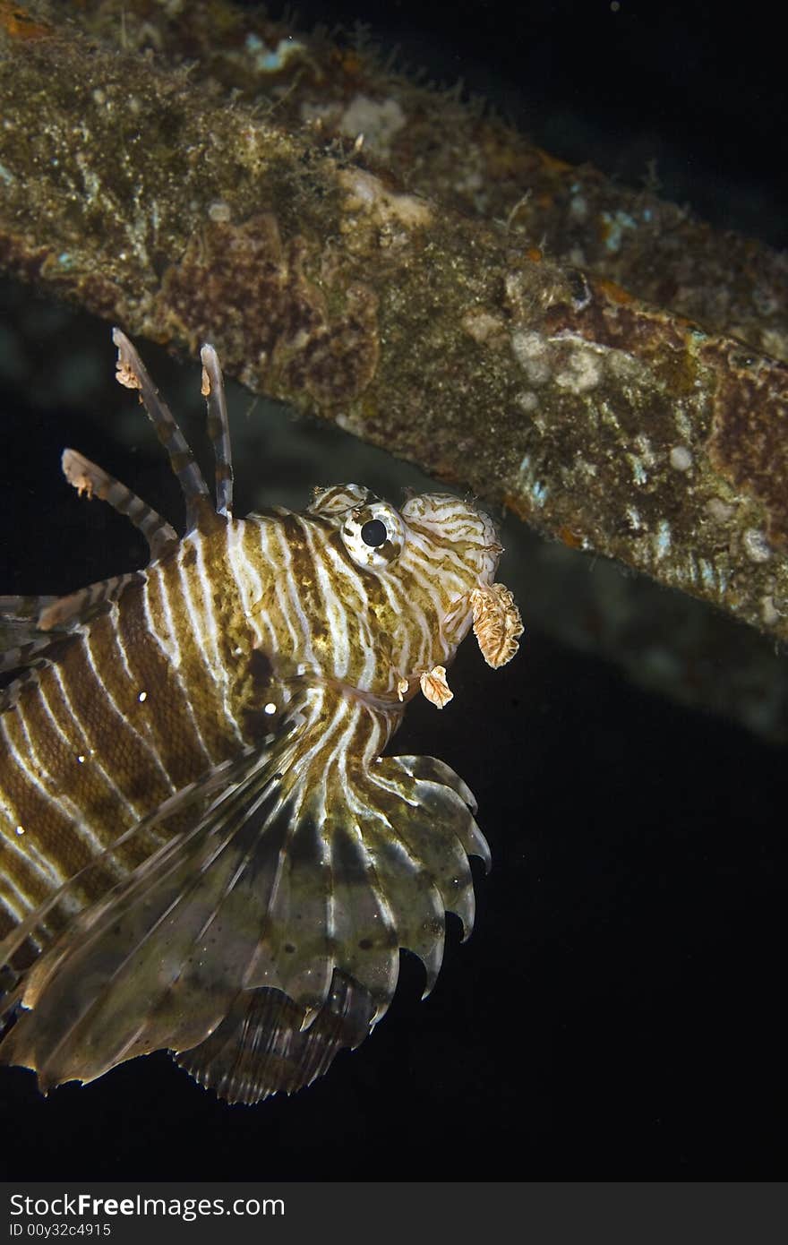 Comon lionfish (pterois miles) taken in the Red Sea.