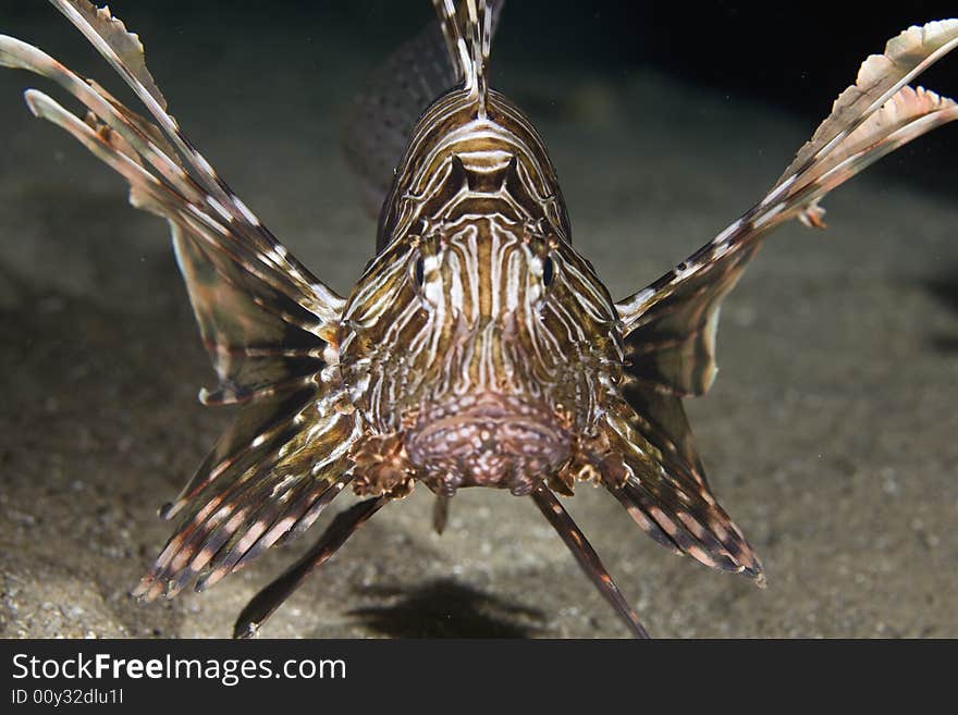 Comon lionfish (pterois miles) taken in the Red Sea.