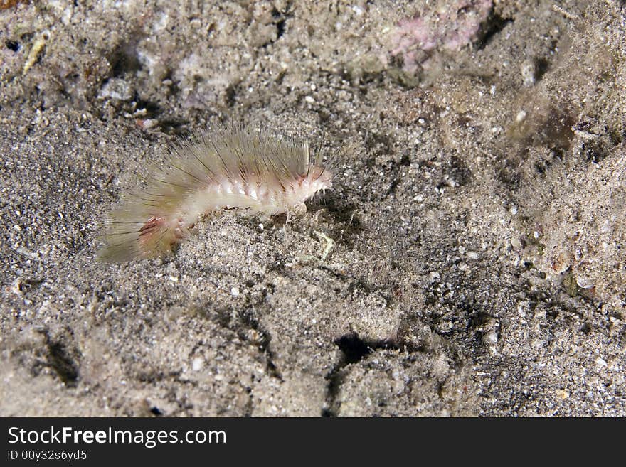 Strange night creature taken in the Red Sea.