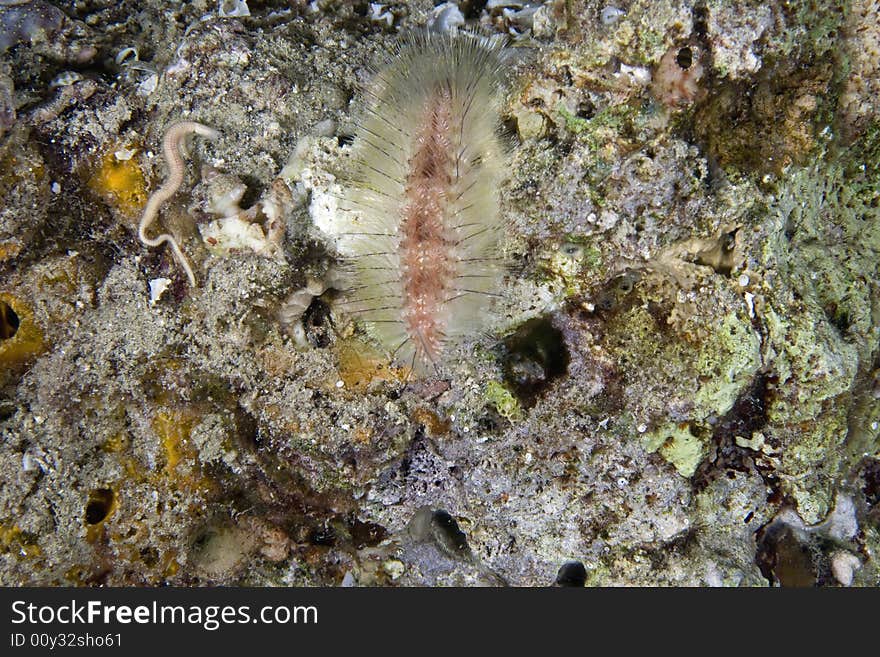 Strange night creature taken in the Red Sea.