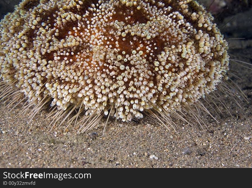 Red sea fire urchin (asthenosoma marisrubi) taken in the Red Sea.