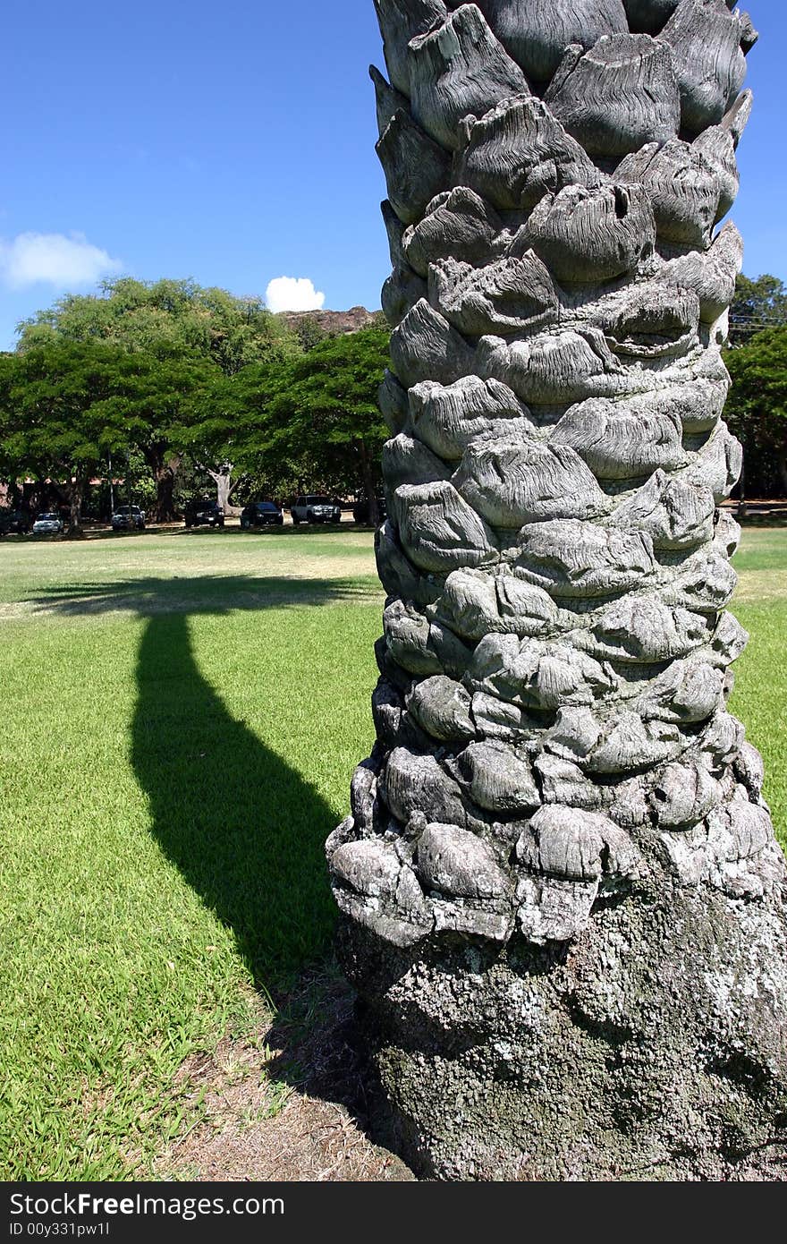 Palmtree Shadow