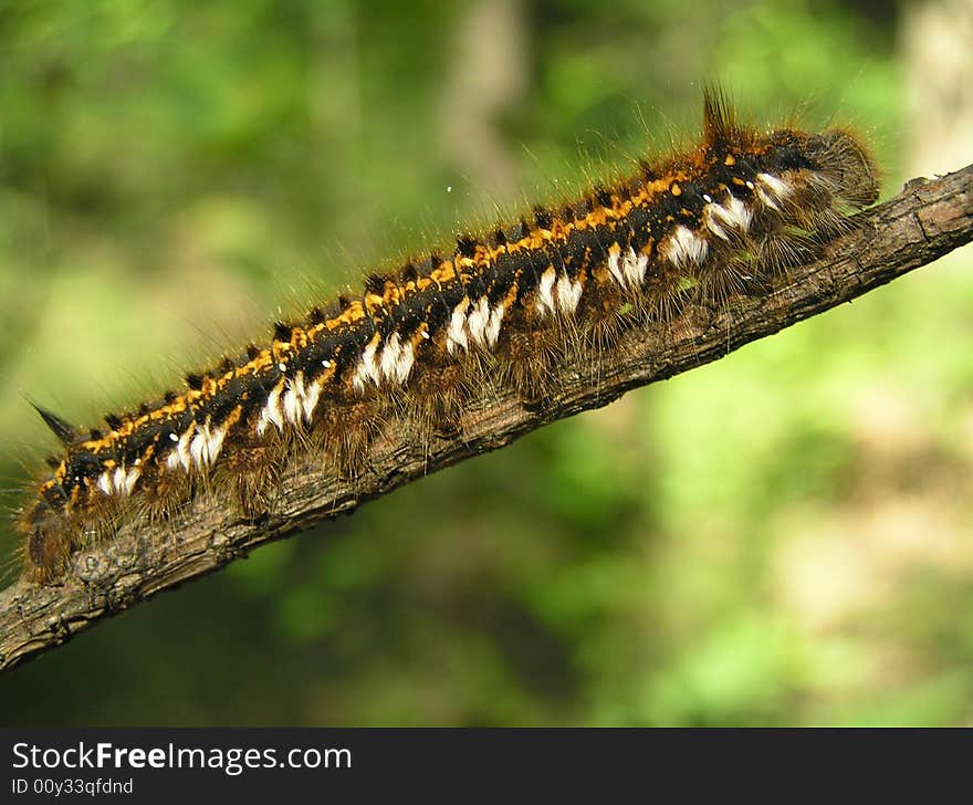 Larva Dendrolimus Pini.