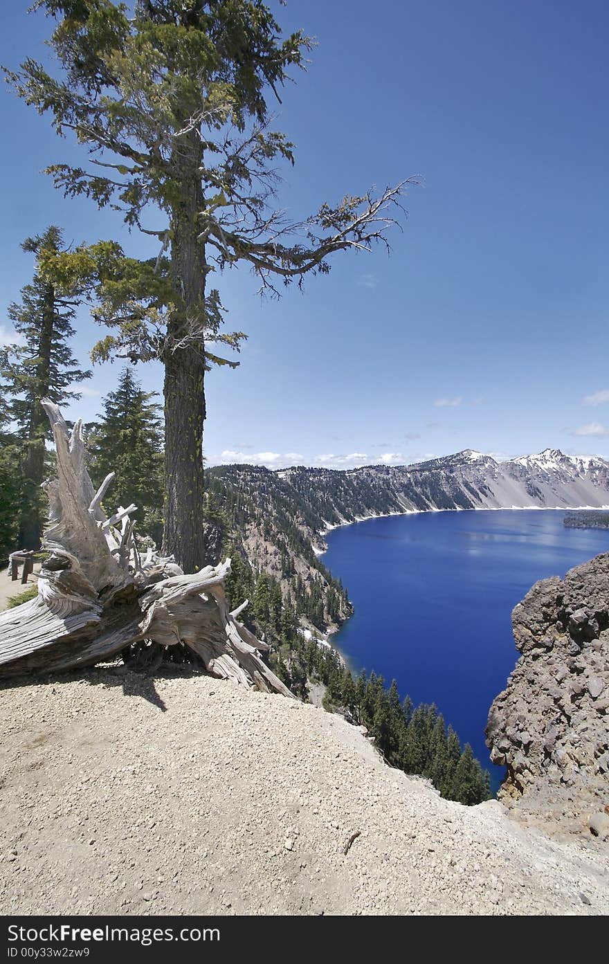 Fallen tree along the Crater Lake Rim. Fallen tree along the Crater Lake Rim