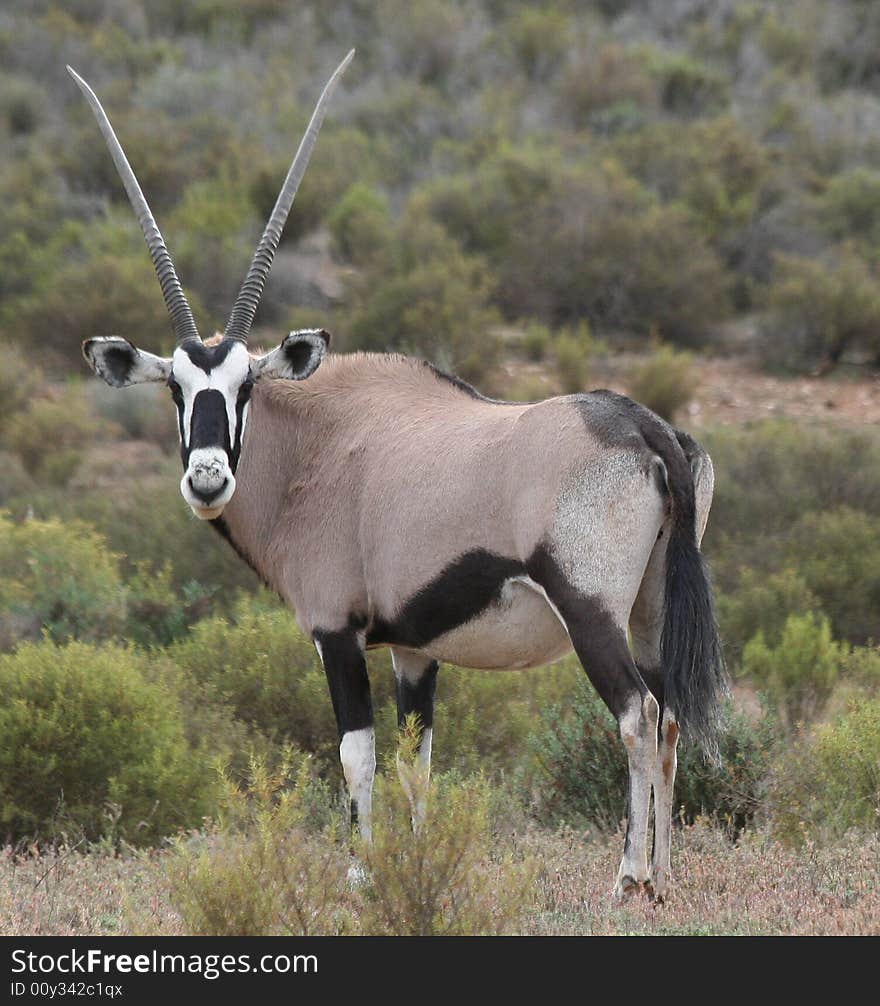 Gemsbok looking back over the small shrubs