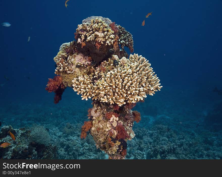 Coral and fish taken in the Red Sea.