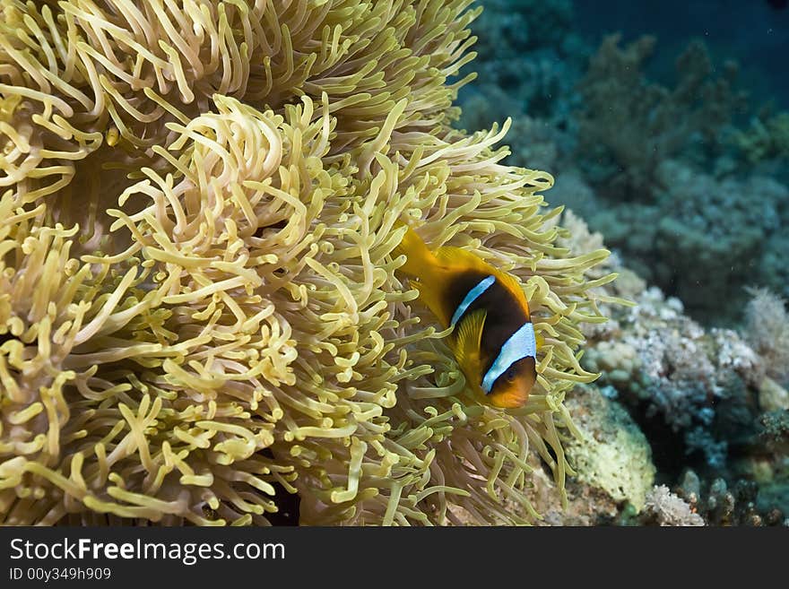 Red sea anemonefish (Amphipiron bicinctus) and bubble anemone taken in the Red Sea.