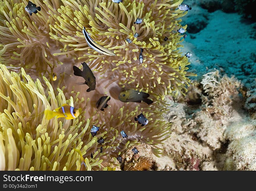 Red sea anemonefish (Amphipiron bicinctus) and bubble anemone taken in the Red Sea.