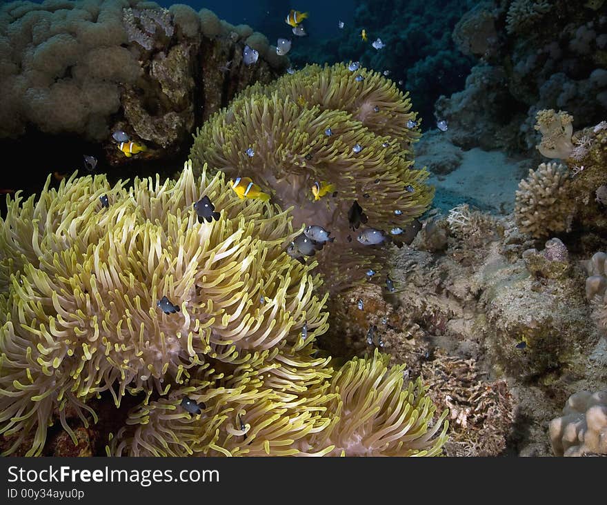 Red sea anemonefish (Amphipiron bicinctus) and bubble anemone taken in the Red Sea.