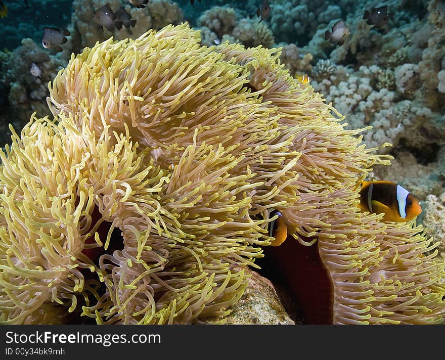 Red sea anemonefish (Amphipiron bicinctus) and bubble anemone taken in the Red Sea.