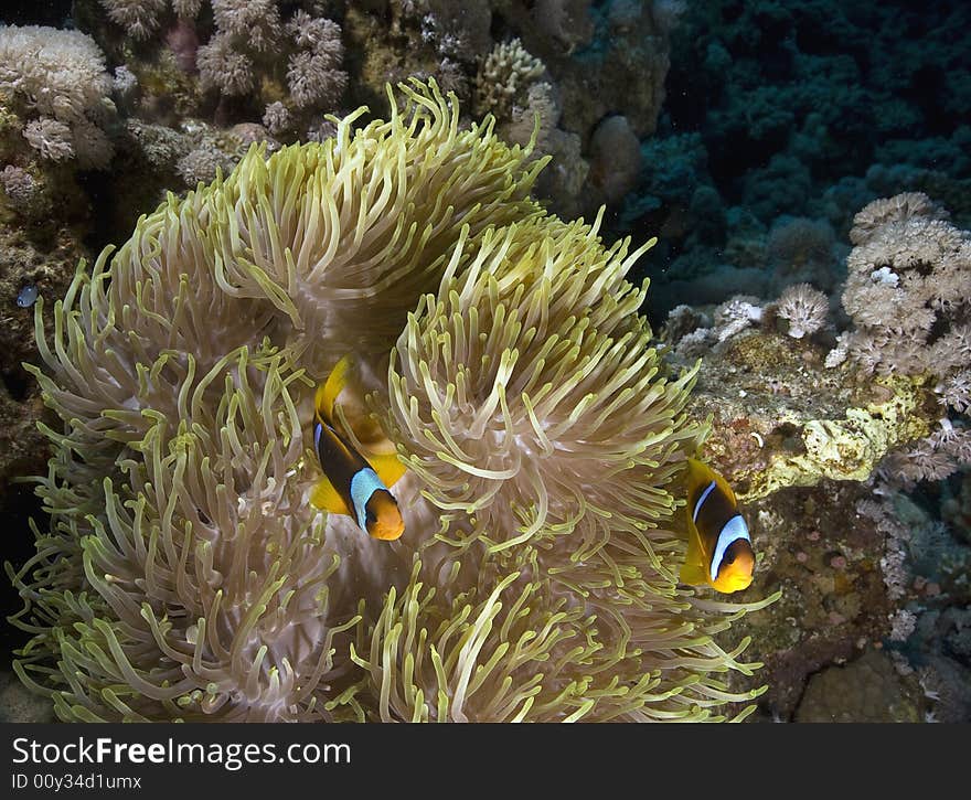 Red sea anemonefish (Amphipiron bicinctus) and bubble anemone taken in the Red Sea.