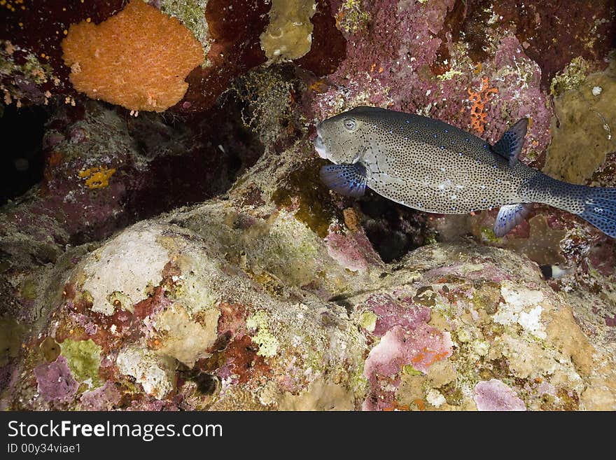 Yellow boxfish (ostracion cubicus)