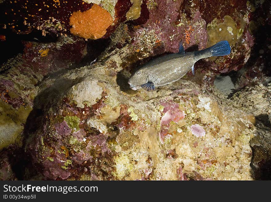 Yellow boxfish (ostracion cubicus)