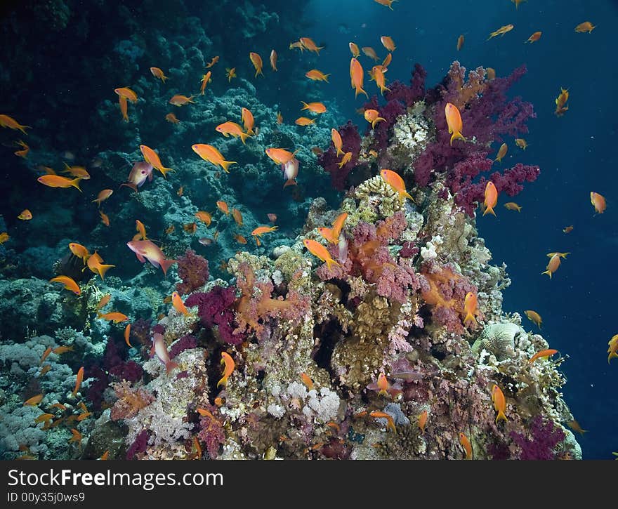 Coral and fish taken in the Red Sea.