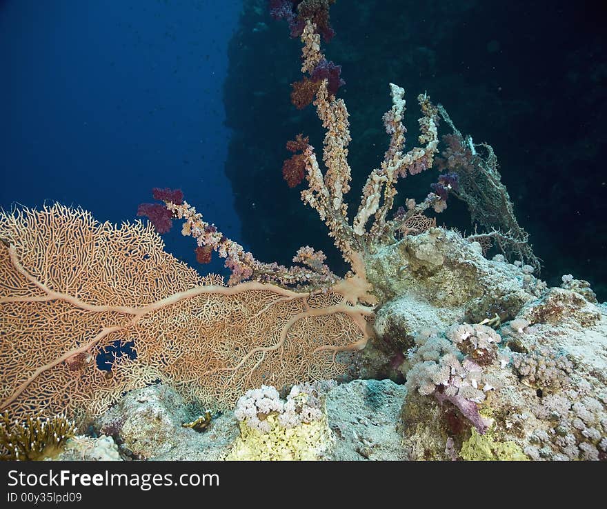 Coral and fish taken in the Red Sea.