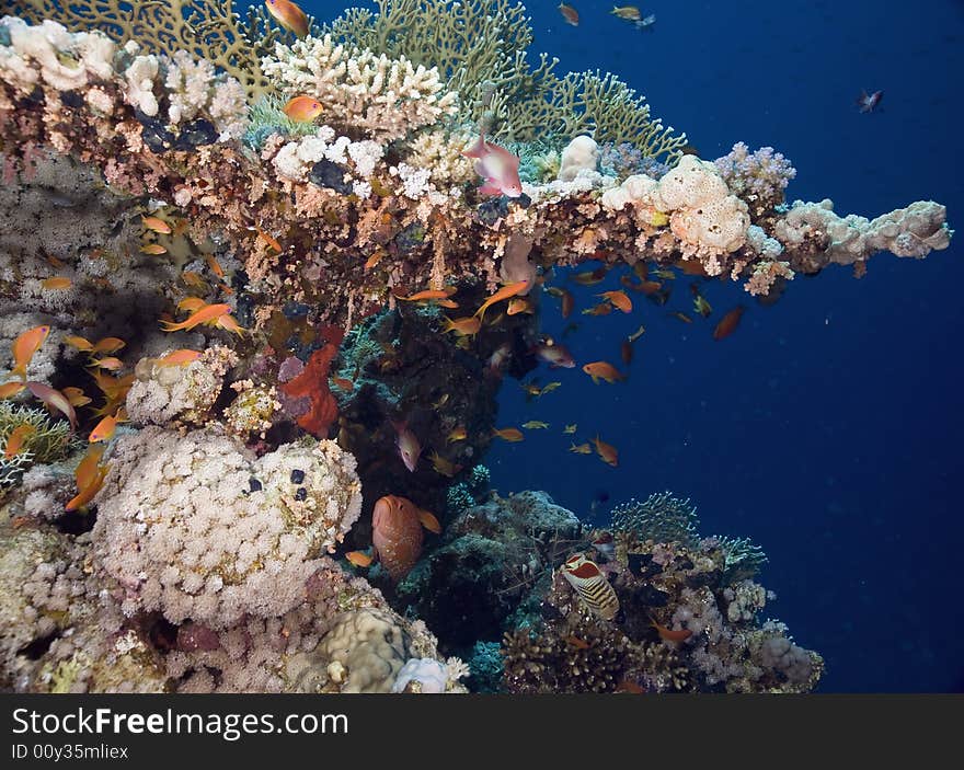 Coral and fish taken in the Red Sea.