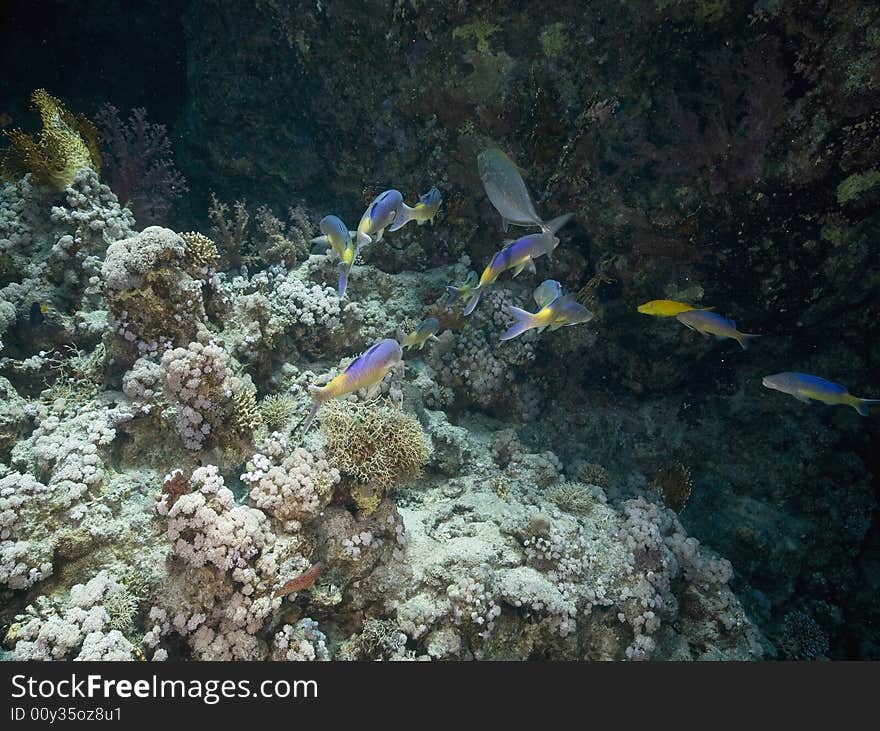 Yellowstripe goatfish (mulloidichthys vanicolensis) taken in the Red Sea.