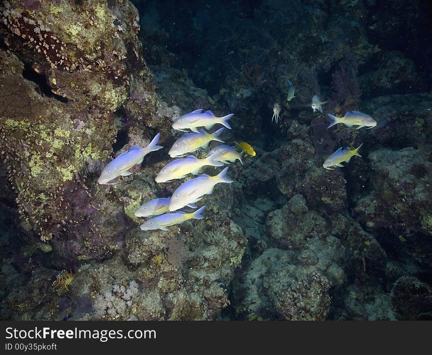 Yellowstripe goatfish (mulloidichthys vanicolensis) taken in the Red Sea.