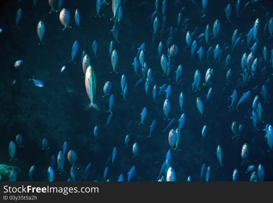 Red sea fusilier (caesio suevica) taken in the Red Sea.