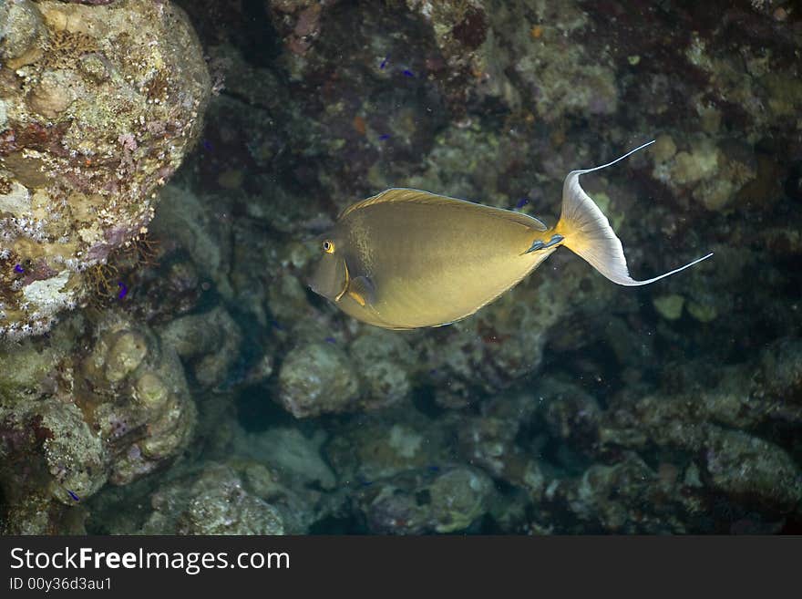 Sleek unicornfish (naso hexacanthus) taken in the Red Sea.