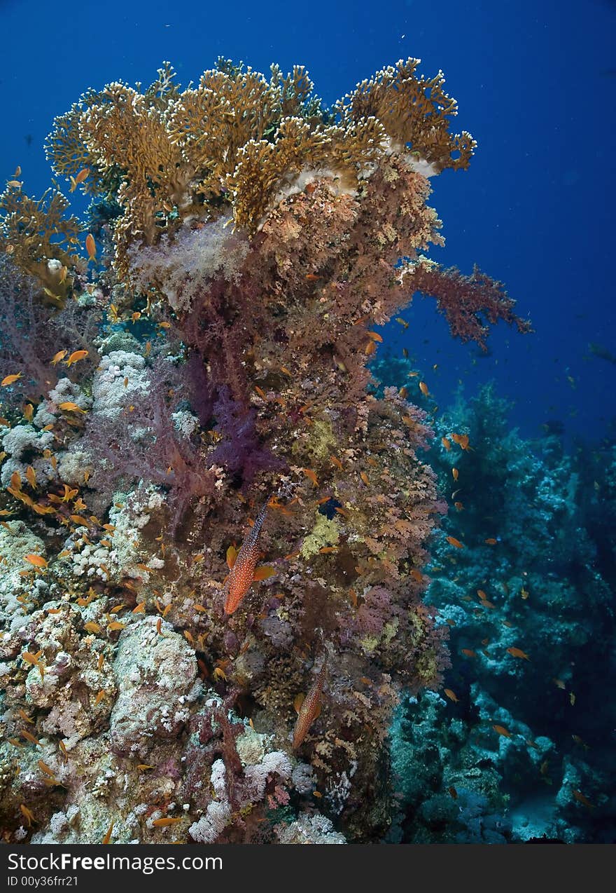 Coral and fish taken in the Red Sea.