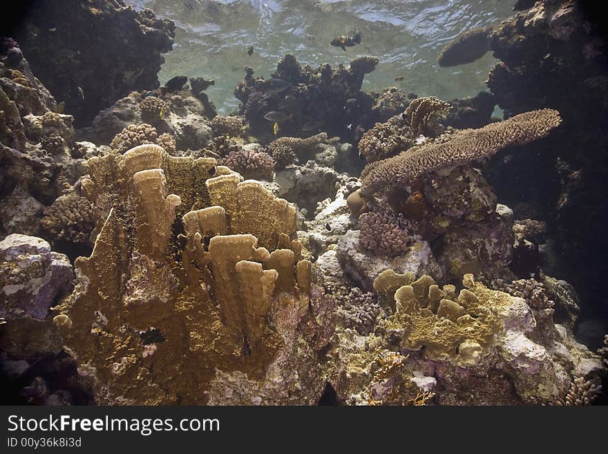 Coral and fish taken in the Red Sea.