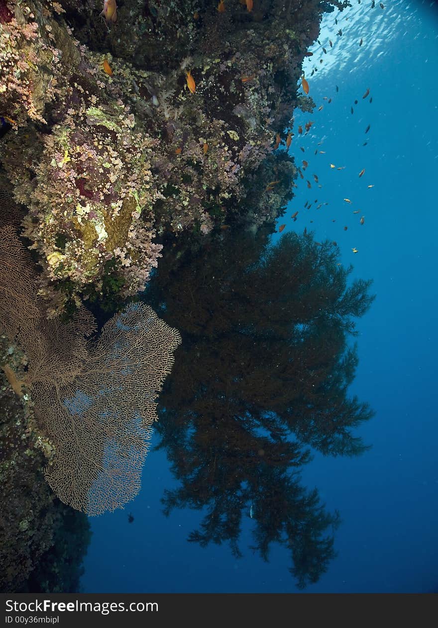 Coral and fish taken in the Red Sea.