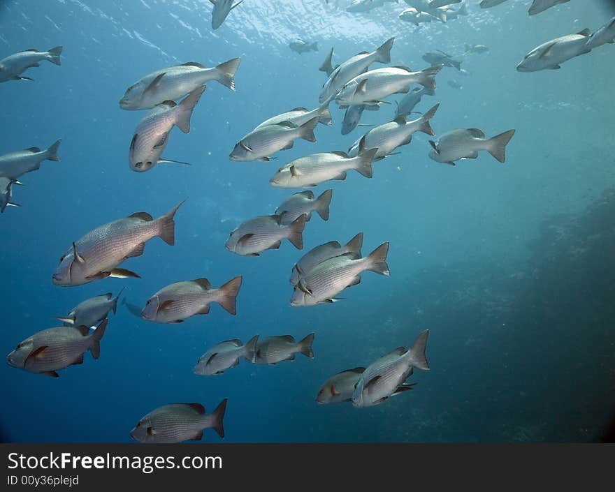 Twinspot snappers (lutanus bohar)